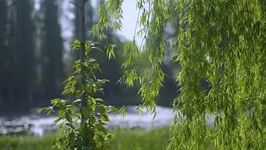 云南春天柳树湖泊成长阳光视频的预览图